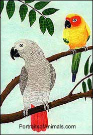 African Grey parrot  Sun Conure Portrait drawing by Cherie Vergos