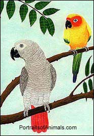 African Grey parrot Sun Conure Portrait drawing by Cherie Vergos