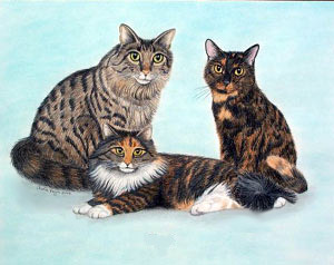 3 Cats - Tiger, Calico and Tortoise