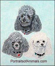 3 Poodles Dog Portrait - Pet Portraits by Cherie