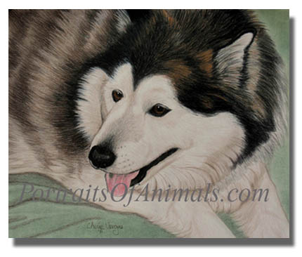 alaskan malamute dog portrait painting