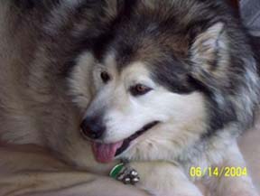 alaskan malamute photo