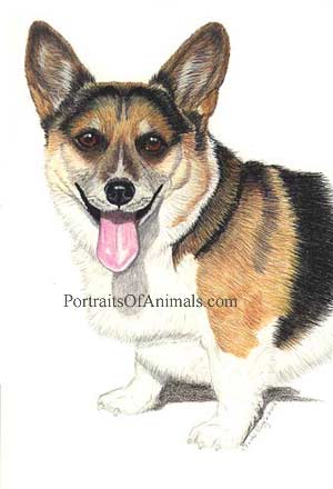 Corgi Portrait - Pet Portraits by Cherie