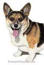 Corgi Dog Portrait - Pet Portraits by Cherie