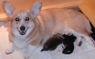 Pembroke Welsh Corgi Emily and her puppies