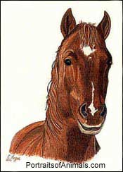 Horse Portrait
