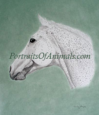 Appaloosa Horse Portrait Pet Portraits by Cherie Vergos