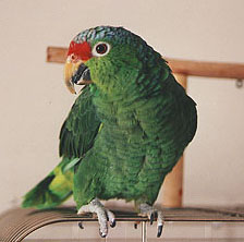 Red Lored Amazon