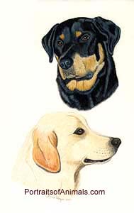 Rottweiler & Lab Portrait - Stage 3