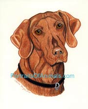 Vizsla Dog Portrait - Pet Portraits by Cherie