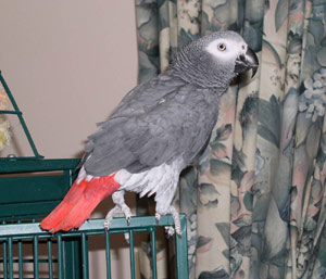 African Grey Parrot - Ziggy