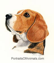 Beagle Dog portrait - Pet Portraits by Cherie