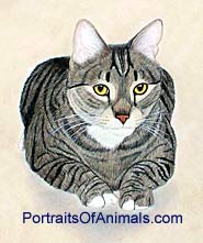 Tiger Cat Portrait