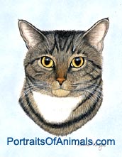 Tabby Cat Portrait