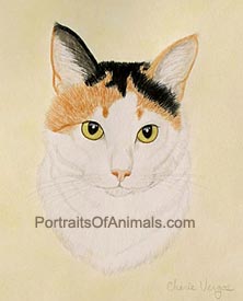 Calico Cat Portrait