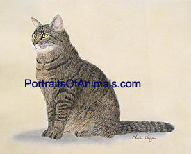 Tabby Cat Portrait