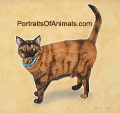 Tortoiseshell Cat Portrait