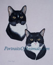 Tuxedo cats portrait