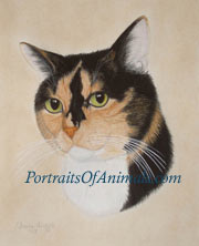 Calico Cat Portrait - Pet Portriats by Cherie Vergos