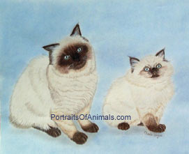 Himalayan Cats Portrait