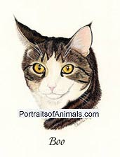 Tabby Cat Portrait