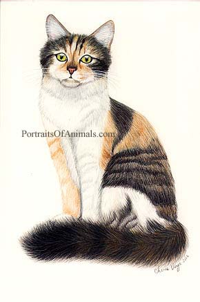 Calico Cat Portrait - Pet Portraits by Cherie