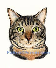 Tabby Cat Portrait