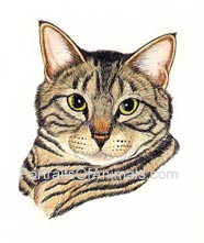 Tabby Cat Portrait