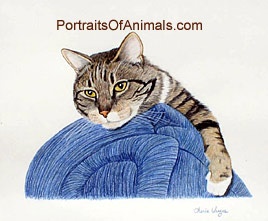 Tabby Cat Portrait