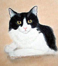 Tabby Cat Portrait