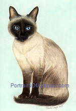 Tonkinese Cat Portrait