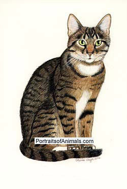 Tabby Cat Portrait - Pet Portraits by Cherie