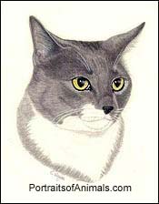 Grey Cat Portrait