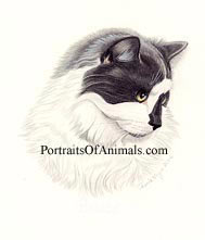 Cat Pet Portrait - Pet Portraits by Cherie