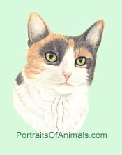 Calico Cat Portrait