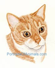 Orange Tiger Cat Portrait