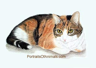 Calico Cat Portrait