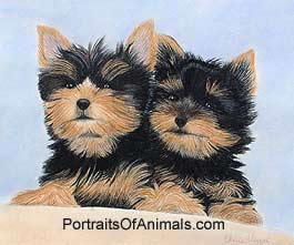 Yorkshire Terriers (Yorkie) Dog Portrait - Pet Portraits by Cherie