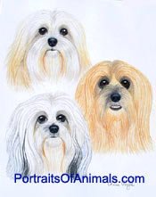 3 Lhasa Apso Dogs Portrait - Pet Portraits by Cherie