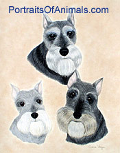 Schnauzers Dog Portrait