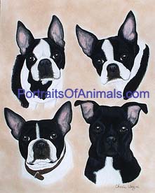 4 Boston Terriers - Pet Portraits by Cherie Vergos