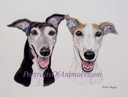 Greyhound Pet Portrait