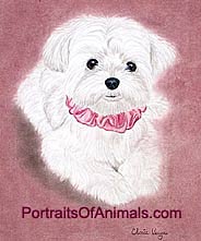 Maltese Puppy Dog Portrait - Pet Portraits by Cherie