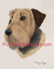 Airedale Portrait - Pet Portraits by Cherie Vergos