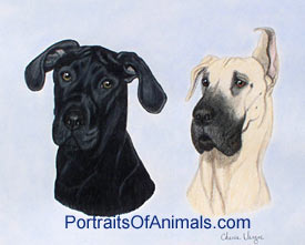 Great Dane Dog Portrait - Pet Portraits by Cherie