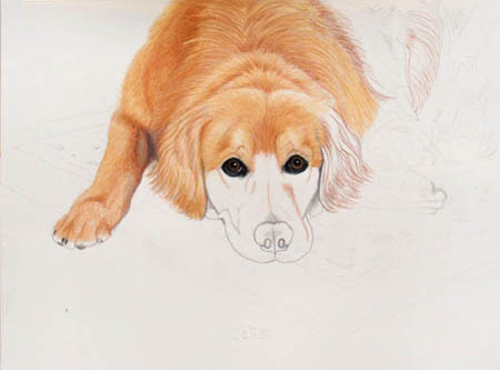 Golden retriever portrait: Pet Portraits by Cherie Vergos