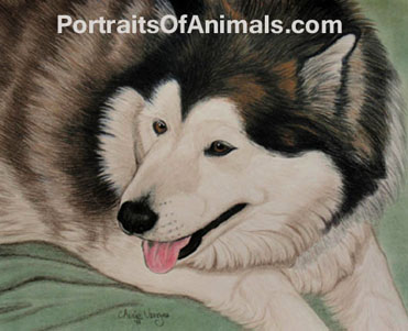 Alaskan Malamute Dog Portrait- Pet Portraits by Cherie Vergos