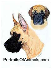 Great Dane Dog Portrait - Pet Portraits by Cherie