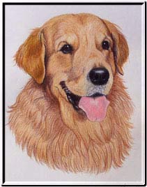 Pet Portraits by Cherie