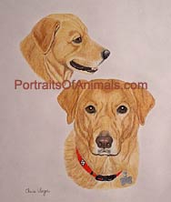 Yellow Lab Portrait - Pet Portraits by Cherie